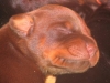 bebedobermann