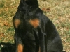 bebedobermann