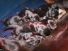 Bébé FLORENZIA-FI-BREEZE VOM GEBRANNTEN WALDE x LARUS DI ALTOBELLO