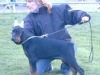 Thelma Vom Gebrannten Walde