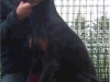Uria Vom Gebrannte Walde