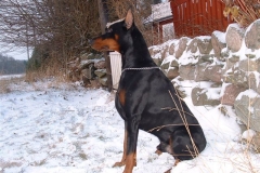 Valdo Vom Gebrannte Walde