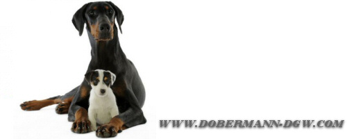 dobermann-dgw